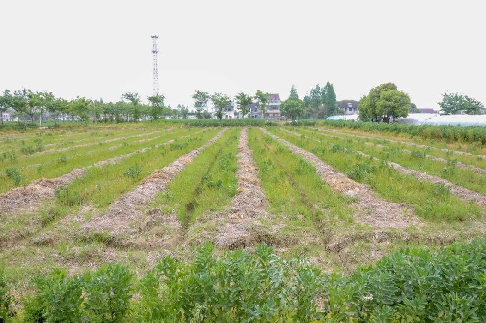 【秸秆】春雨过后，水稻秸秆堆里长蘑菇啦！